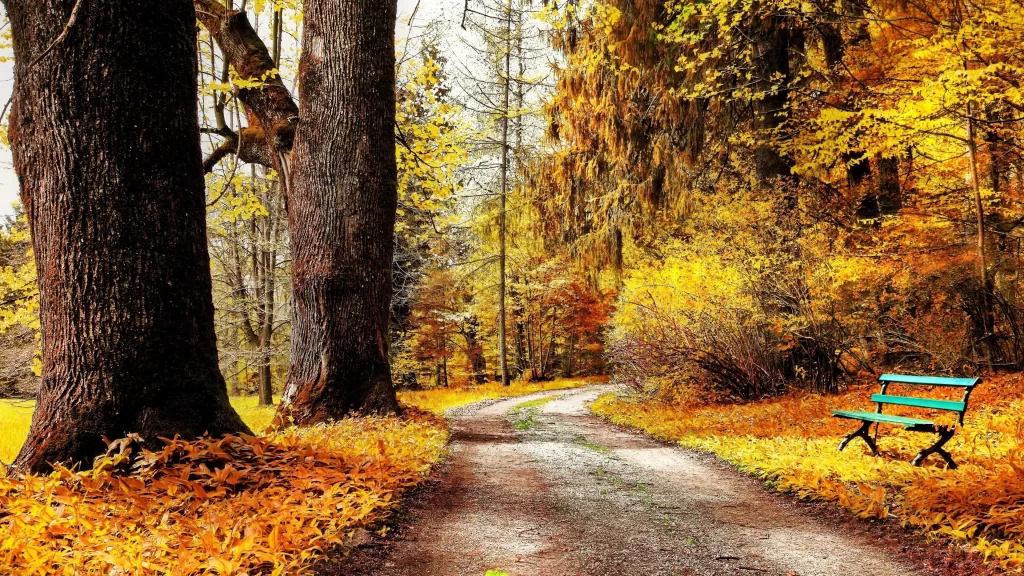 Autumn leaves dirt path green bench tall trees fallen leaves serene landscape