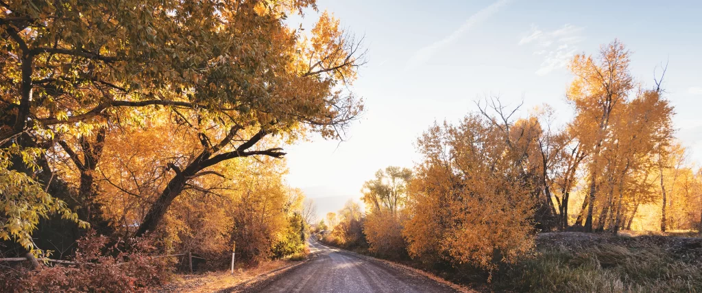 Autumn leaves, dirt road, trees, sunlight, rural, serene