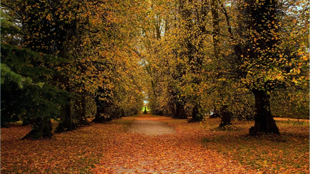 Autumn leaves forest path golden foliage tranquil scene nature walk fall colors