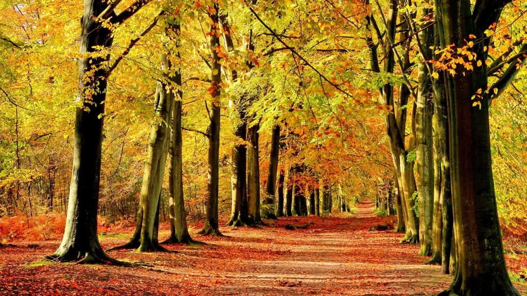 Autumn leaves forest path tall trees colorful foliage sunlight nature