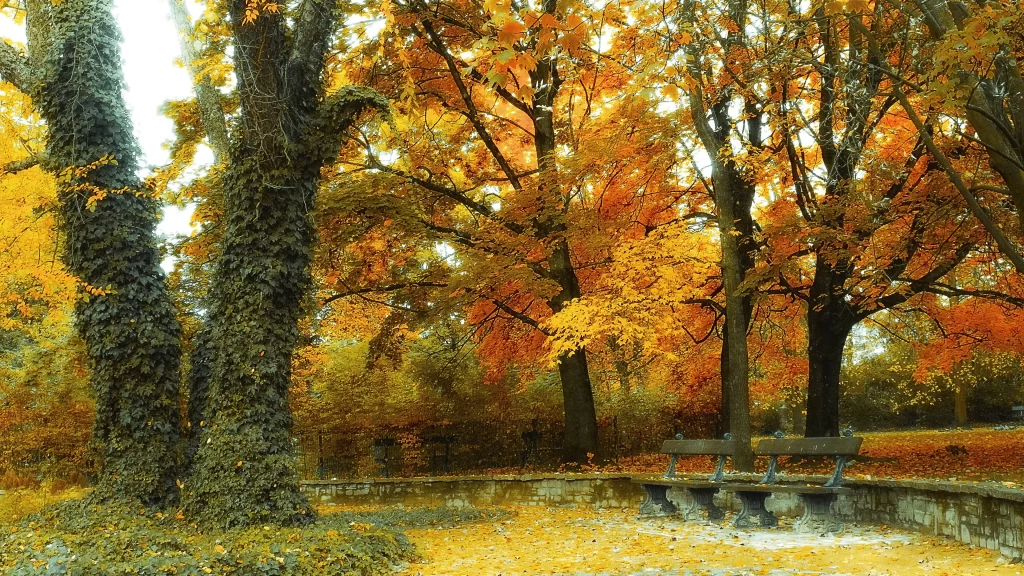 Autumn leaves park bench trees fallen leaves stone wall colorful foliage