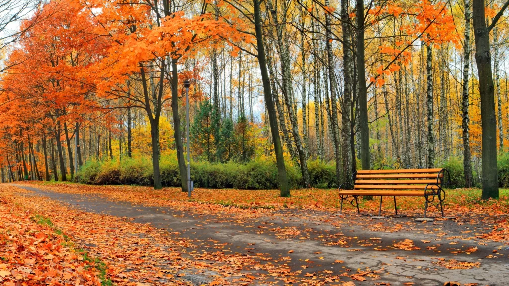 Autumn leaves park bench walking path colorful trees fallen leaves serene landsc