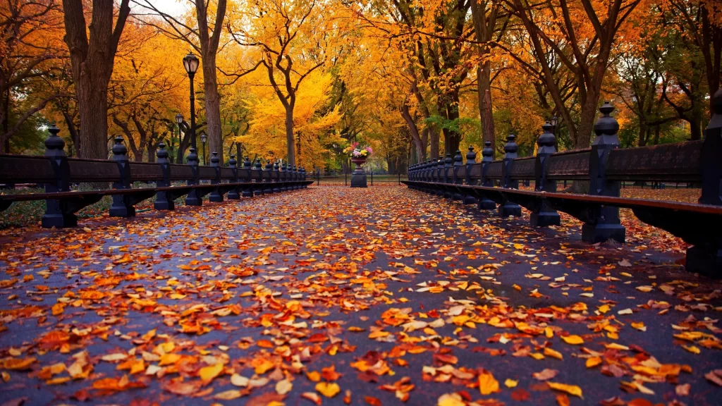 Autumn leaves park benches trees pathway fall foliage