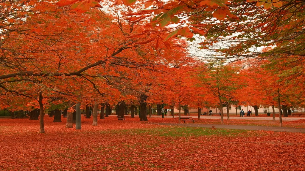 Autumn leaves park trees red orange fallen leaves pathway people
