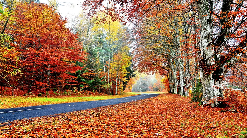 Autumn leaves road trees colorful nature scenery fall season