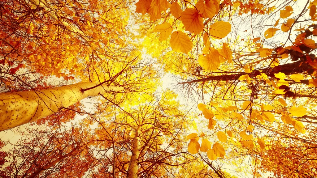 Autumn leaves sunlight trees branches yellow orange forest nature