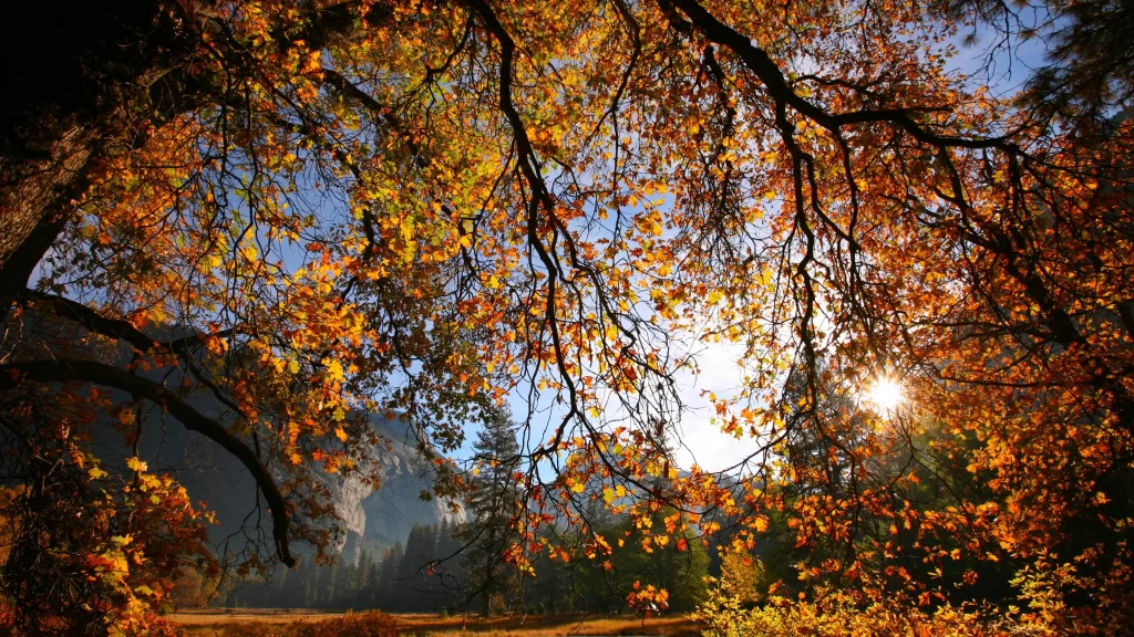 Autumn leaves sunlight trees landscape nature tranquility