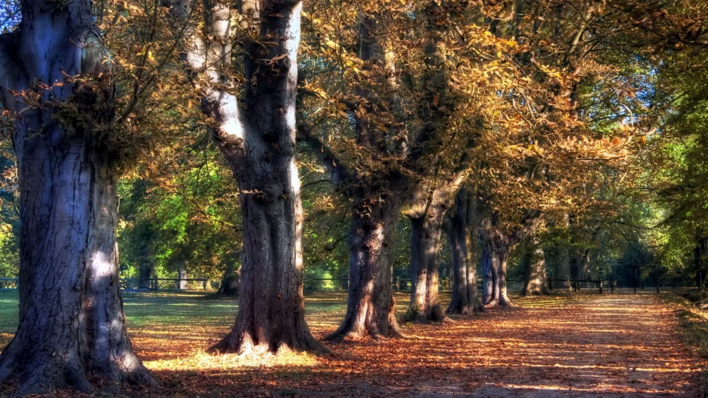 Autumn leaves sunlight trees path park nature tranquility foliage