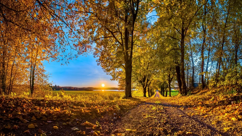 Autumn leaves sunset path trees sky nature tranquility scenery