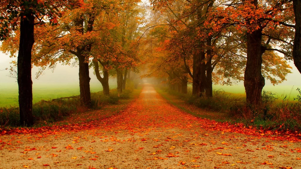 Autumn leaves treelined path foggy atmosphere orange foliage tranquil scene natu