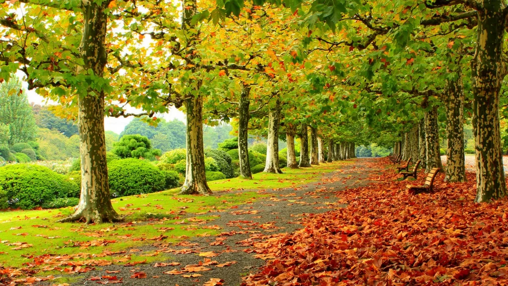 Autumn leaves treelined path park green grass fallen leaves bench