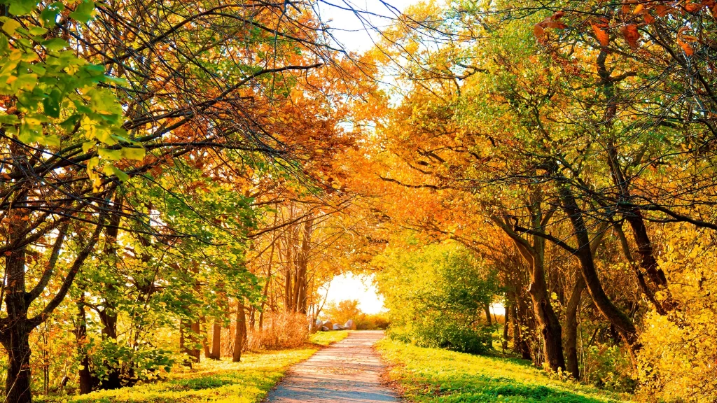 Autumn leaves treelined path sunlight nature tranquility fall foliage scenic vie
