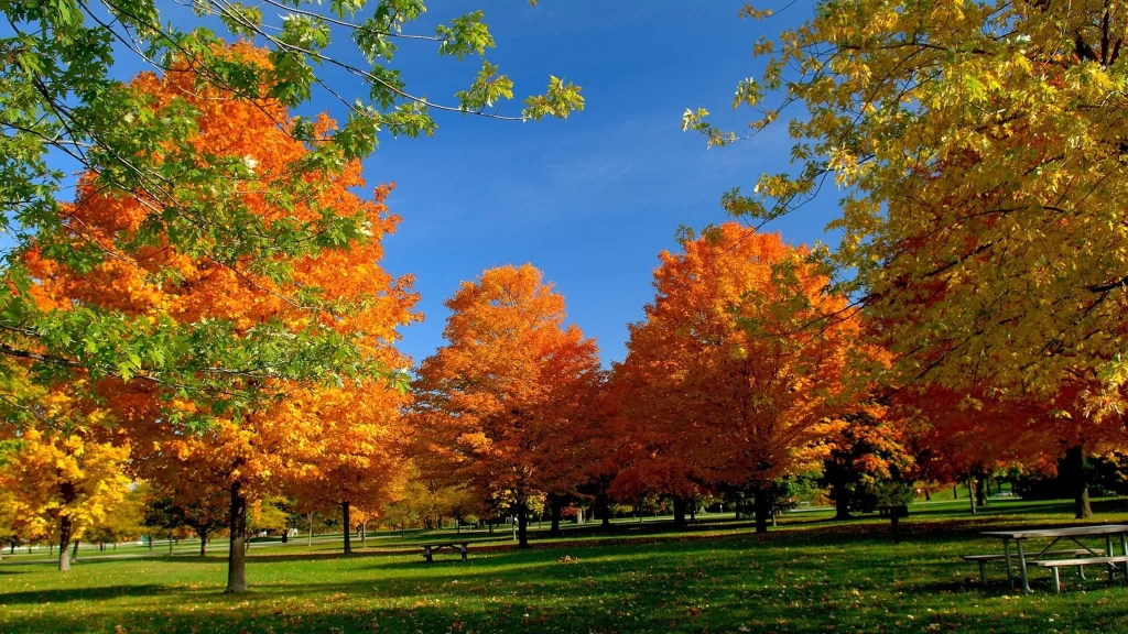 Autumn leaves, trees, park, picnic table, blue sky, green grass.