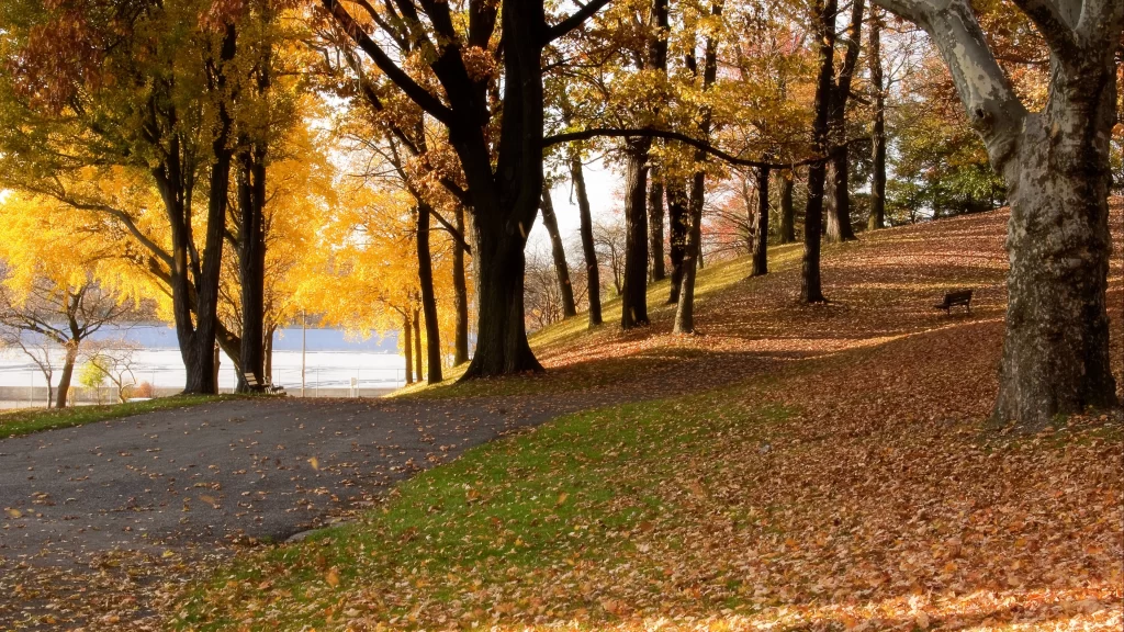 Autumn leaves trees path sunlight park bench