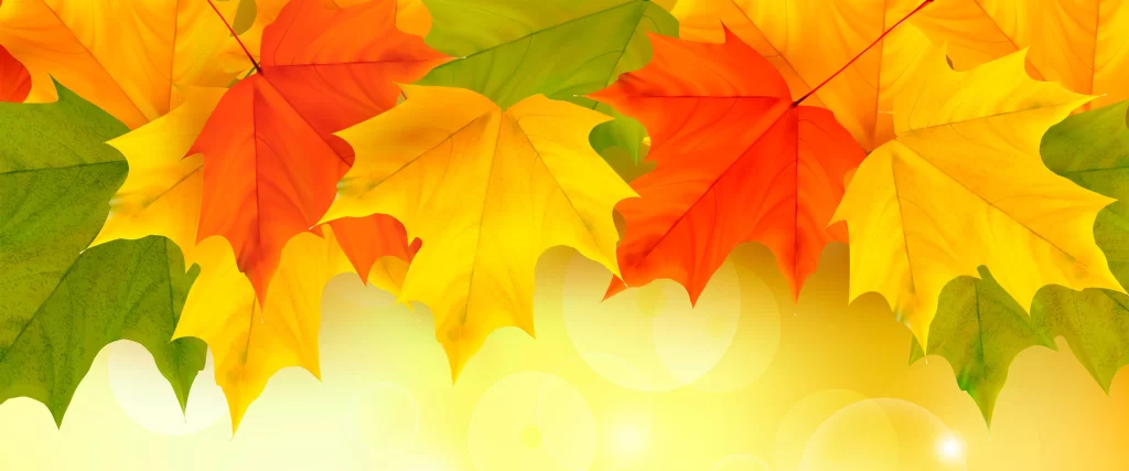 Autumn leaves vibrant colors nature background