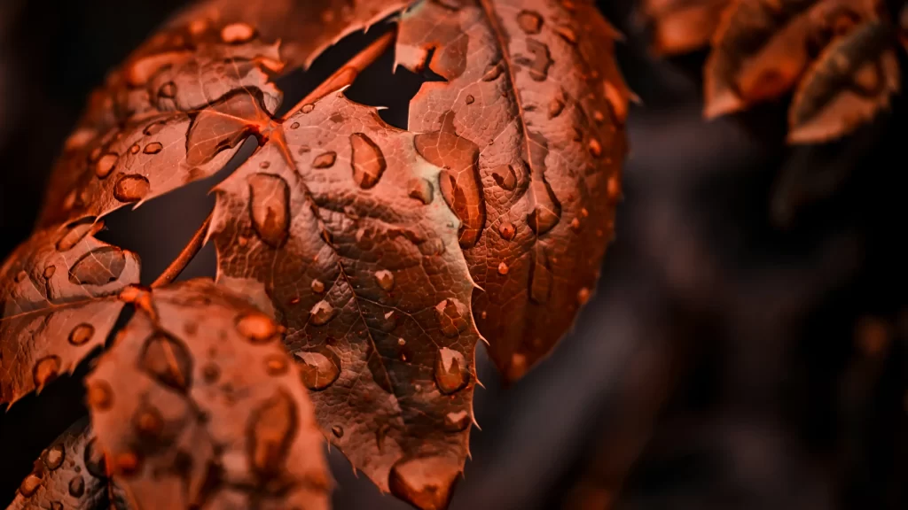 Autumn leaves water droplets redbrown closeup texture nature