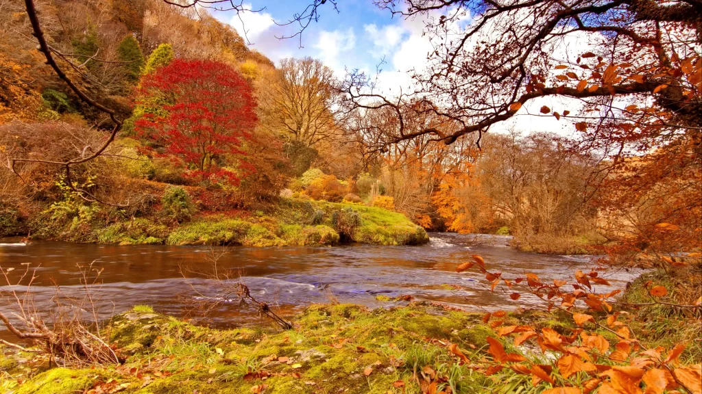 Autumn river trees foliage landscape nature