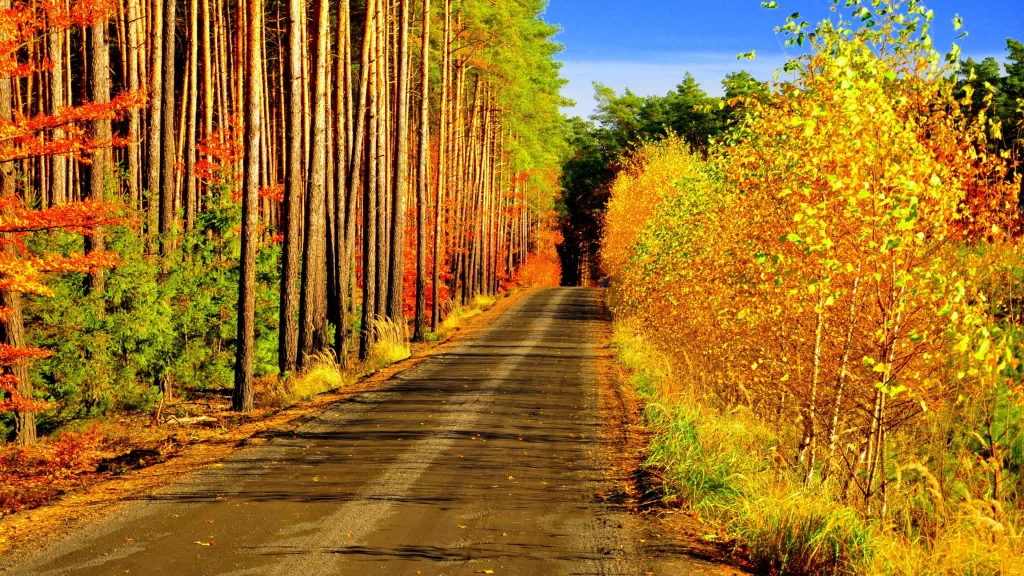 Autumn road trees leaves forest sunlight