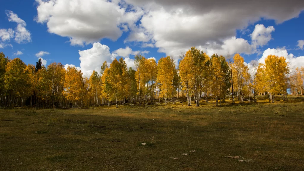 Autumn trees grass sky clouds landscape