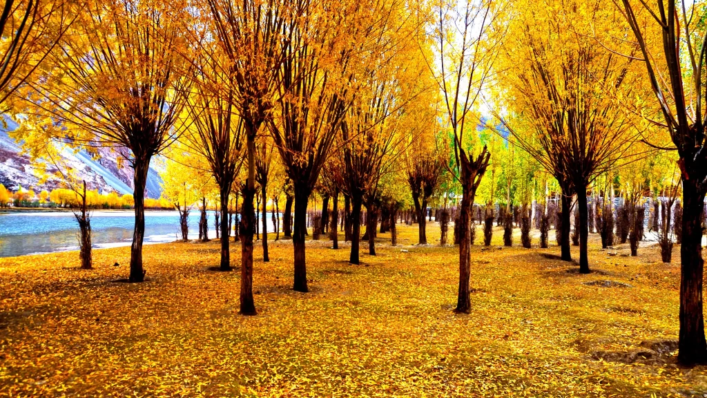 Autumn trees leaves yellow landscape nature