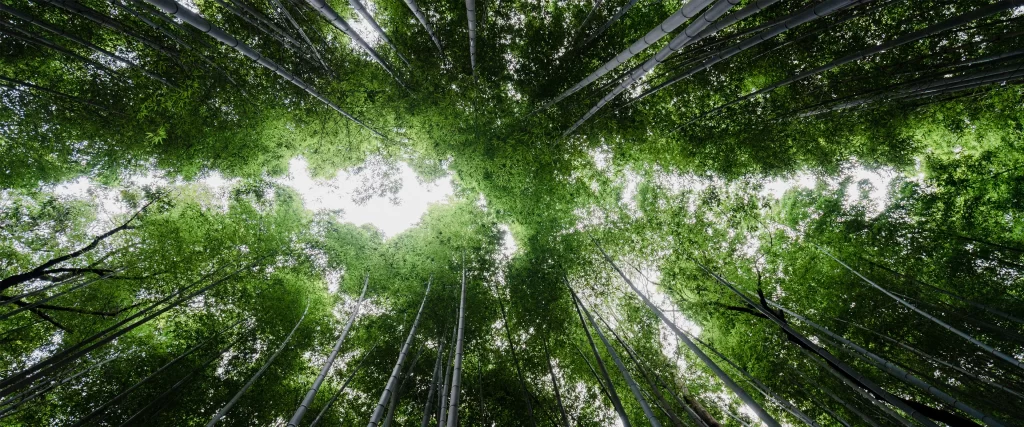 Bamboo forest, green leaves, sunlight, tall trees, nature, tranquility