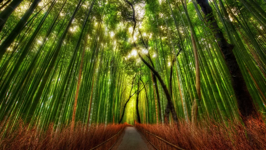 Bamboo forest path sunlight green nature tranquility tall serene