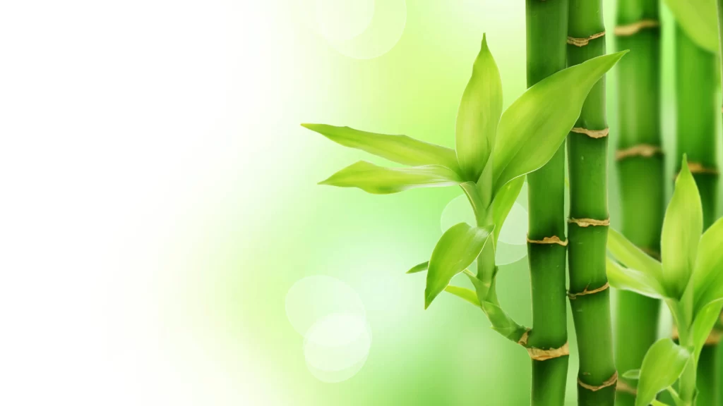 Bamboo, green, nature, growth, tranquility, freshness