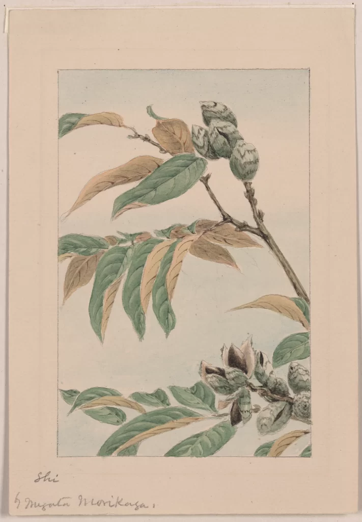 Botanical Illustration Leaves Branches Buds Green Brown