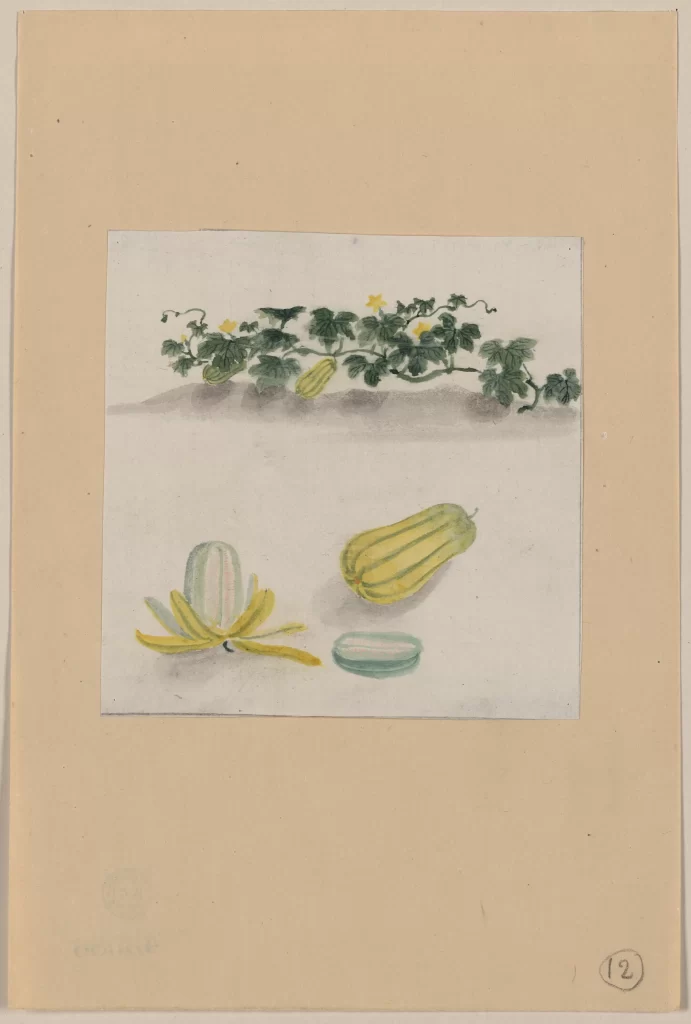 Botanical Illustration Plant Fruit Leaves Flowers Vintage