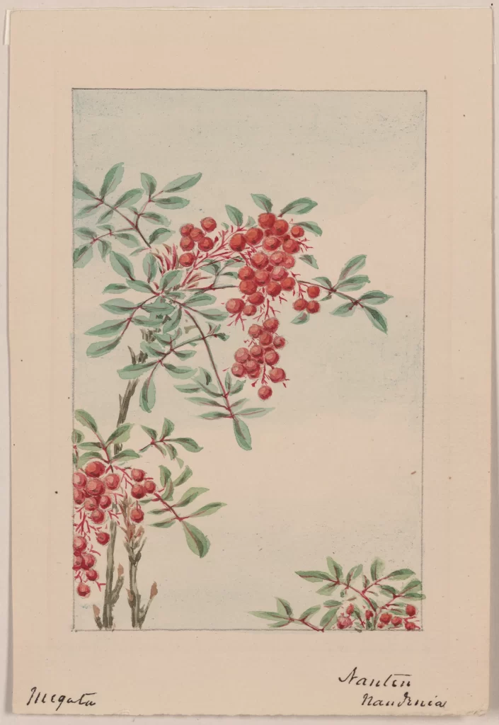 Botanical Illustration Red Berries Green Leaves Branch Hand-drawn Nature