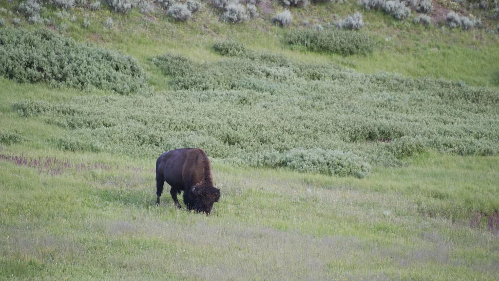Buffalo grass field nature landscape wildlife