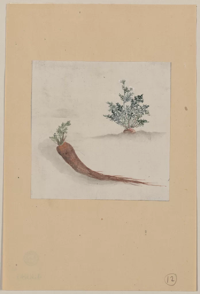 Carrot Plant Botanical Illustration