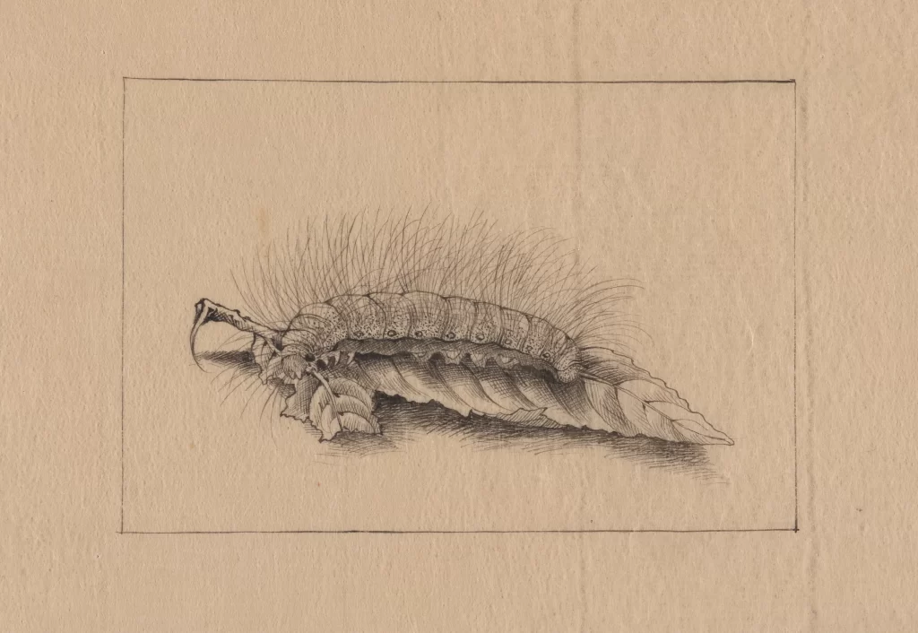 Caterpillar Leaf Detailed Vintage Illustration Natural History