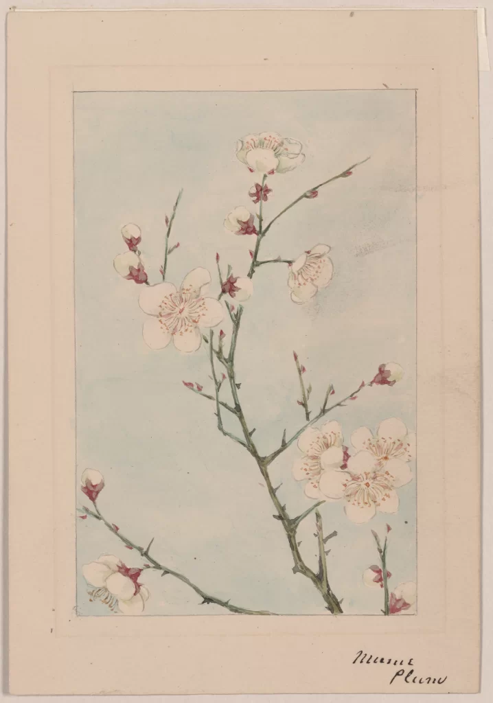 Cherry Blossoms Branch Flowers Buds Pale Background Botanical Illustration