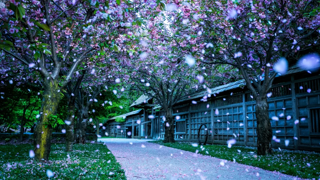 Cherry blossoms path petals traditional building greenery serene nature spring