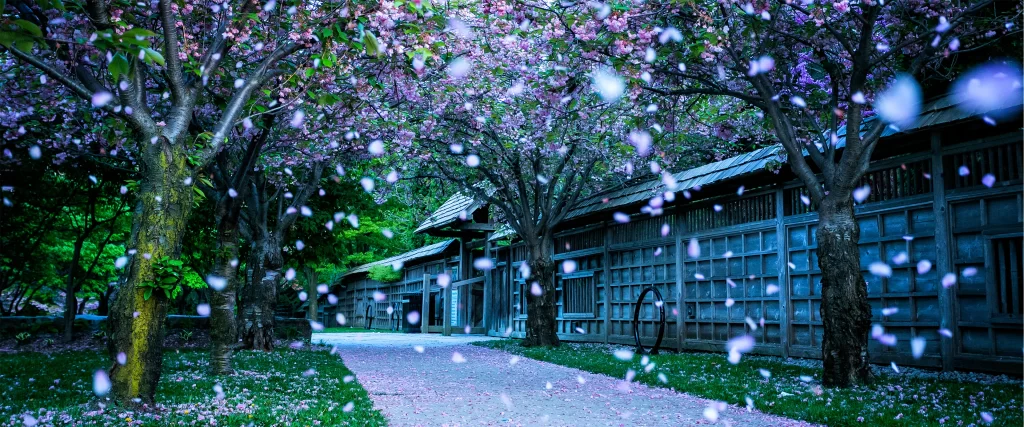 Cherry blossoms, pathway, traditional architecture, petals, nature, tranquility