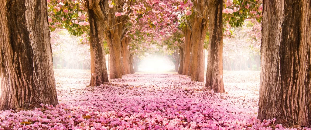Cherry blossoms, trees, path, pink petals, sunlight, serene