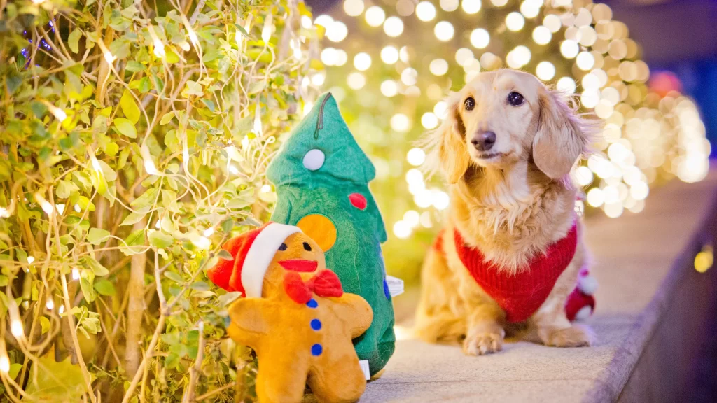 Christmas, dog, gingerbread, tree, lights, festive