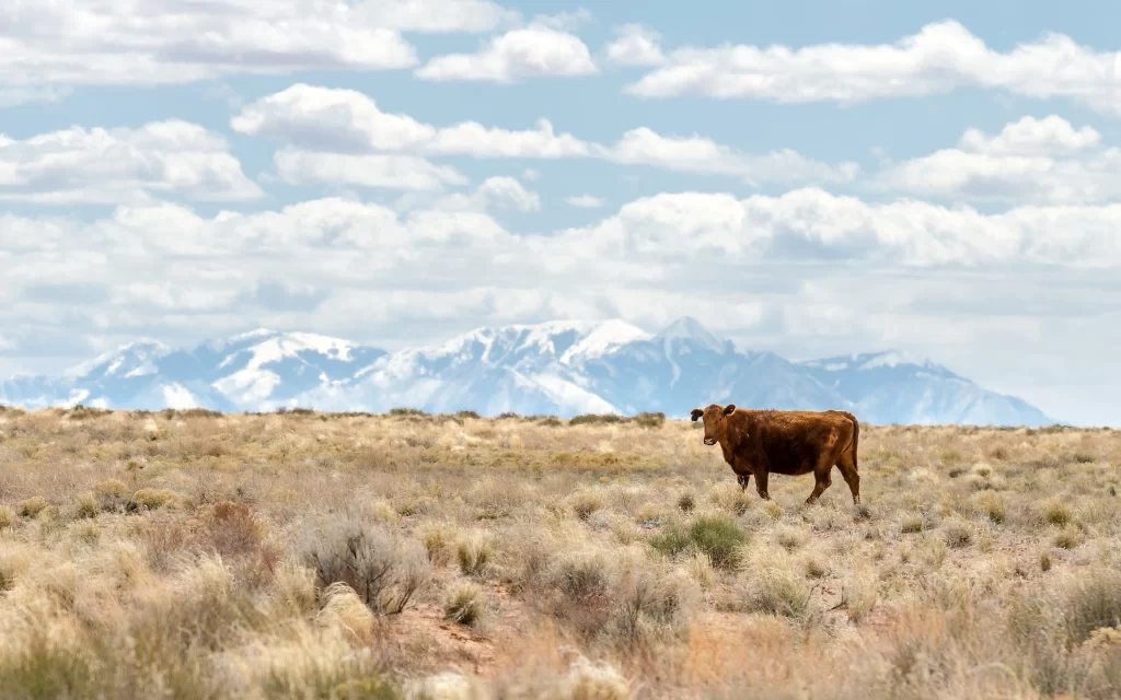 Cow Prairie Mountains Clouds Blue Sky