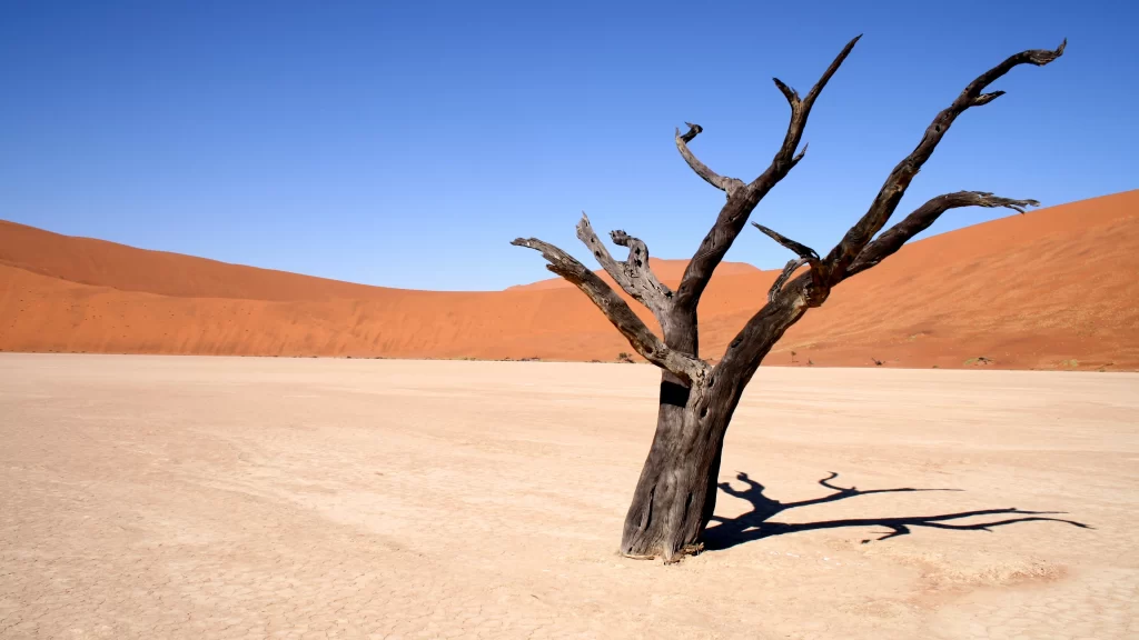 Desert Dead tree Sand dunes Clear sky Arid Isolation