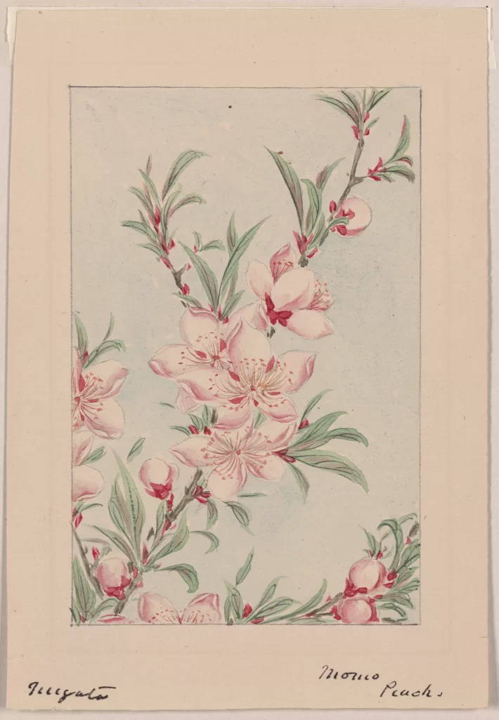 Floral Illustration Botanical Art Pink Blossoms Green Leaves Delicate Design Vintage Style