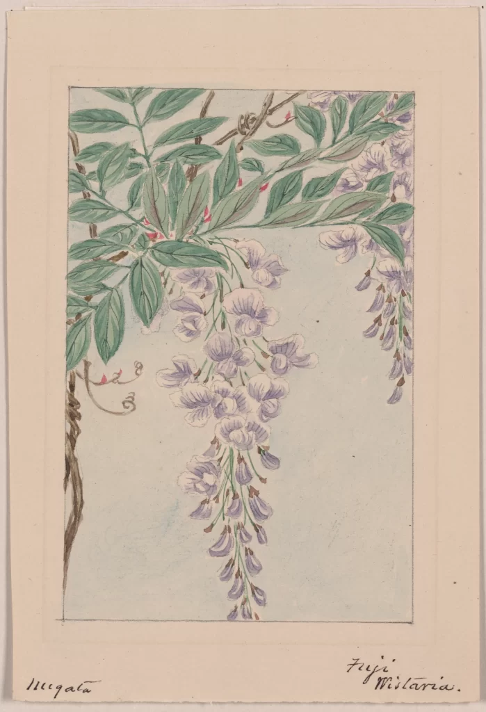 Floral Illustration Botanical Art Wisteria Leaves Flowers Hand-drawn