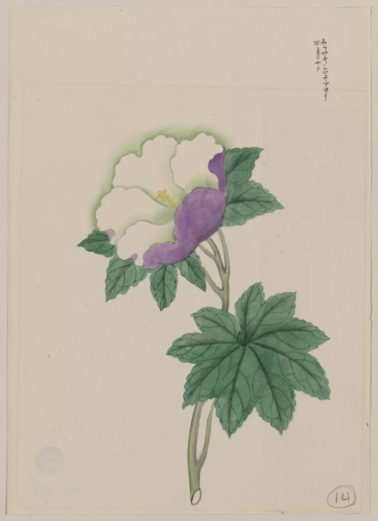 Flower Green Leaves Purple White Yellow