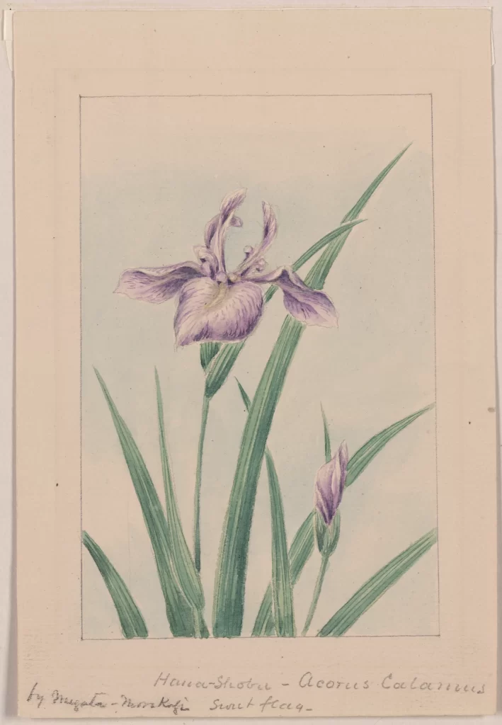 Flower Iris Botanical Art Handwritten Vintage