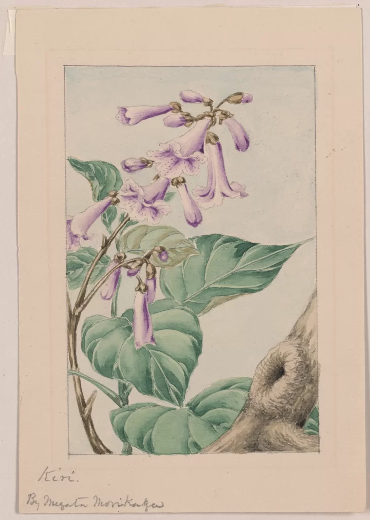 Flowers Leaves Botanical Illustration Purple Green Tree Bark