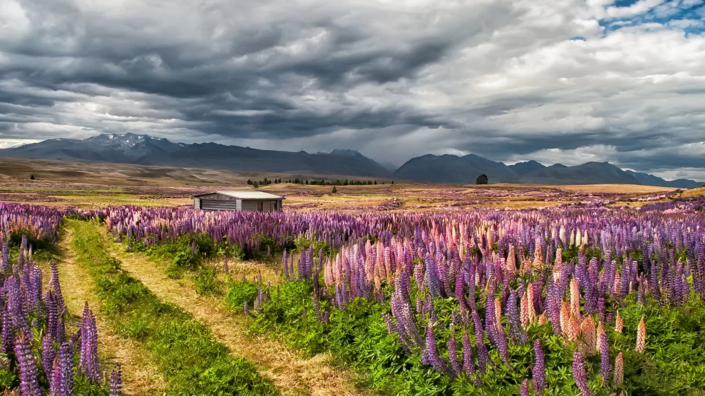 Flowers field clouds mountains path shed landscape