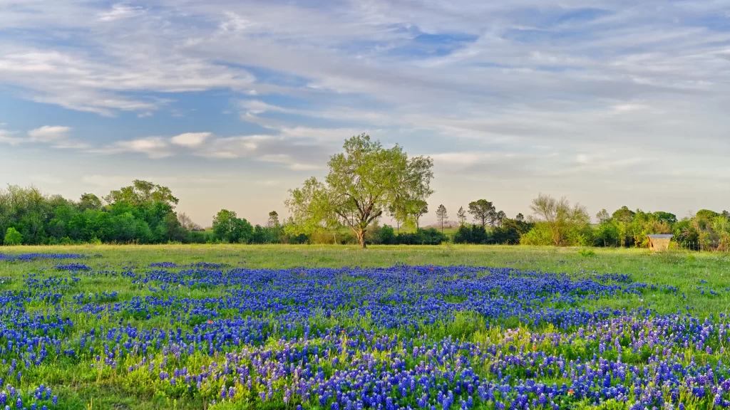 Flowers field tree sky clouds grass