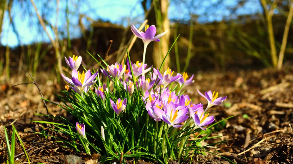 Flowers purple sunlight nature growth spring