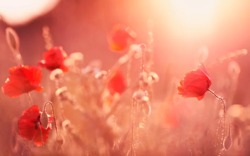 Flowers sunlight red field nature bloom