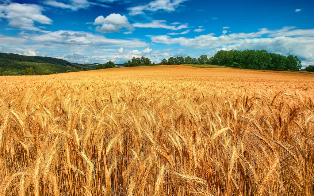 Golden Wheat Field Blue Sky Clouds Green Trees Rolling Hills